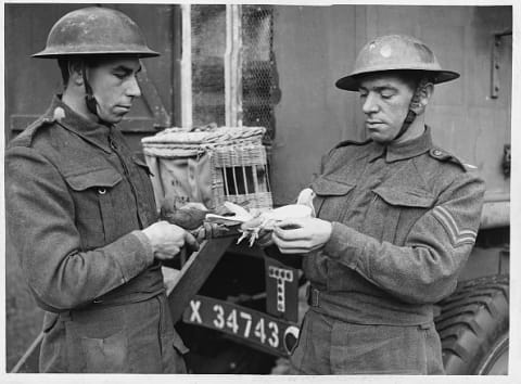 Two World War II soldiers prepare a carrier pigeon to deliver messages.