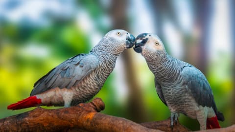 Two African gray parrots.