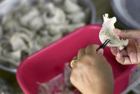 A worker cleans and plucks bird feathers from recently collected swiftlet nests.