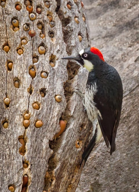 An acorn woodpecker and its hoard of acorns.