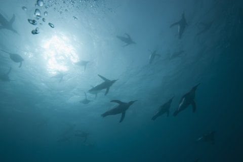 Penguins in the ocean from below.