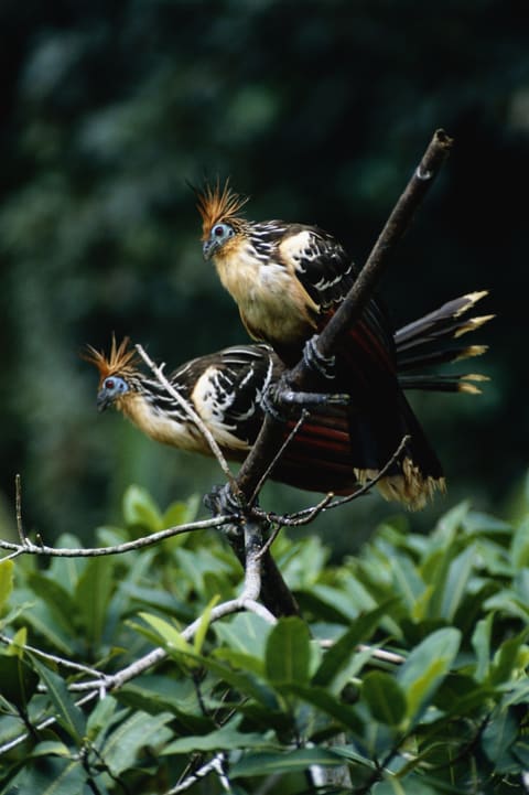 Two hoatzin on a tree branch.