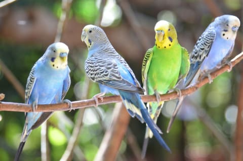 Budgies perched on a twig.