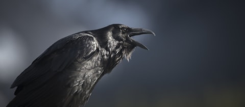 A common raven.