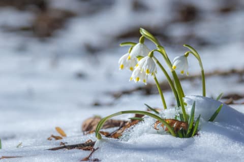 Wildflowers peek out of the snow.