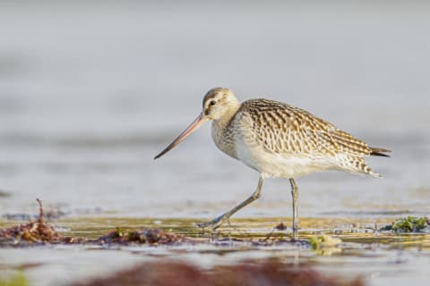 A bar-tailed godwit.