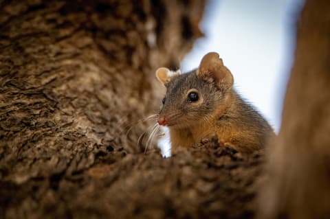 Mating can be a deadly activity for male antechinuses.