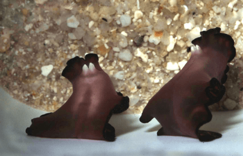 Two 'Pseudobiceros bedfordi' flatworms preparing to engage in penis fencing. 