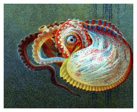 The male argonaut octopus is totally fine with losing an arm during mating.