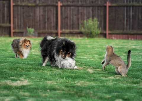 Your dog doesn’t need to be a soccer star to get exercise.