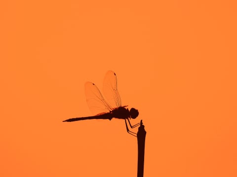 The Irish name for dragonfly translates to "big needle."