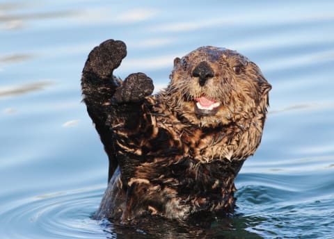 According to its Irish names, the otter is the dog of the water.