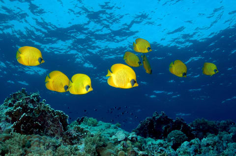 Butterflyfish, or sea angels?