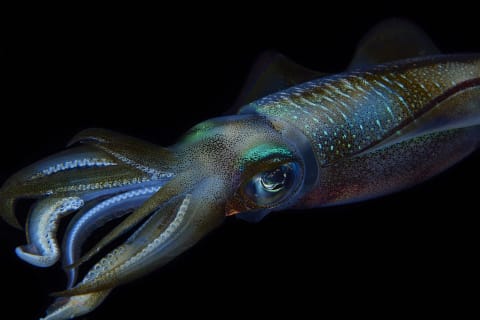 Don't call them "squid"—call them "suck-mothers."