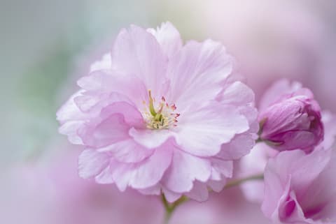 A beautiful Kanzan cherry blossom.