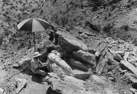 Barnum Brown excavating an incomplete Ceratopsian dinosaur fossil in Texas, circa 1940.