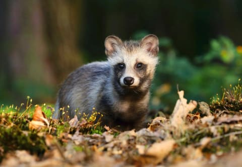 A young raccoon dog in a forest.