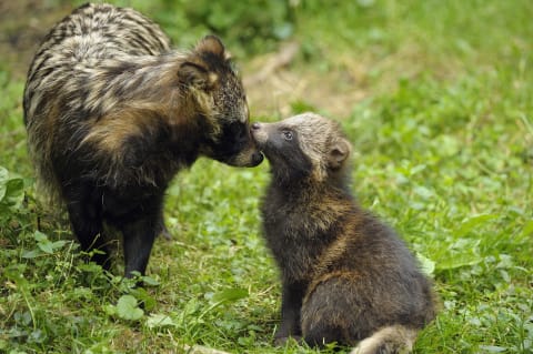 A raccoon dog mom and pup.