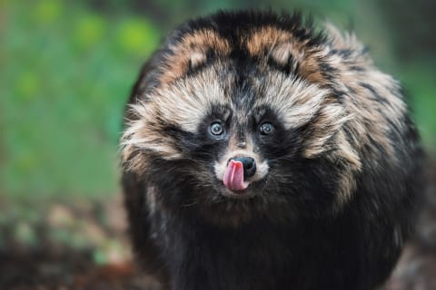 A raccoon dog licks its chops.