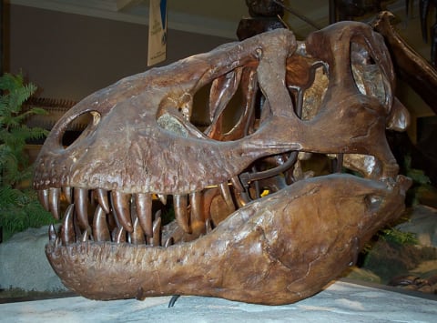 The skull of the 'T. rex' specimen discovered by Barnum Brown.