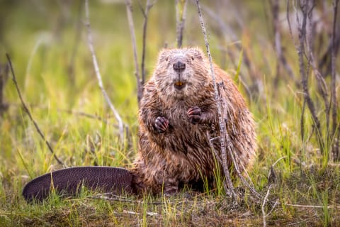 The phrase 'eager beaver' has its origins in World War II.