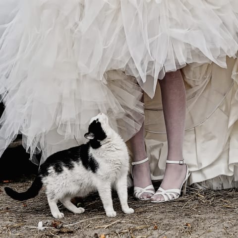 Let’s hope the cat didn’t eat from her wedding shoes.