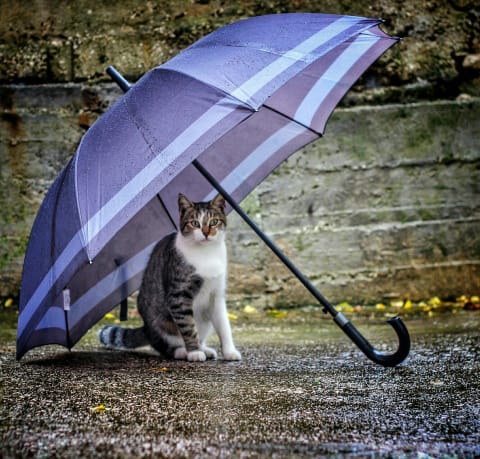 Your cat would probably prefer to stay dry.