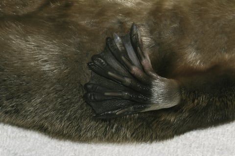 The webbing on a platypus’s foot retracts.