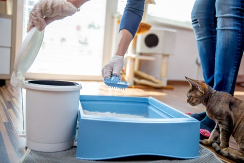 Clumping cat litter is popular among vets and pet parents, but there are other types to choose from.