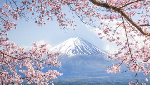 Mount Fuji framed by cherry blossoms.