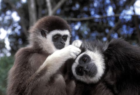 Two gibbons grooming.