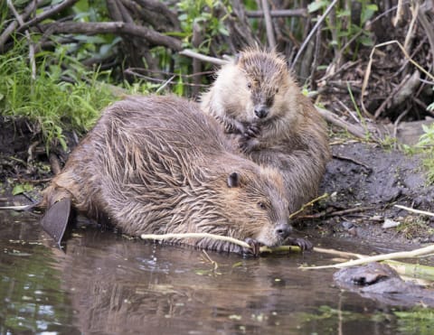 A pair of beavers.