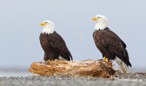 Two bald eagles.