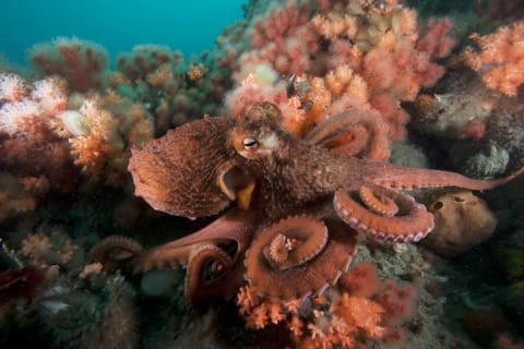 A giant Pacific octopus.