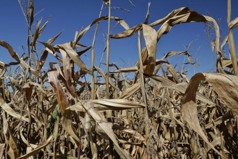 Fire-fanged corn looks like how you feel in July.