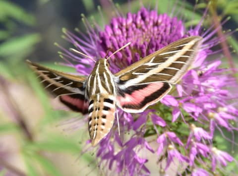 An impressive white-lined sphinx moth sips nectar from a Rocky Mountain beeplant.