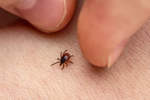 Ticks are tiny.