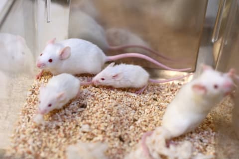 Transfusions of blood from younger mice seemed to improve older mice's memory.