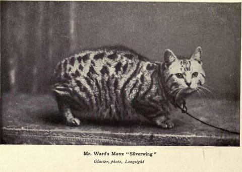 A 1902 photo of a prize-winning Manx. 