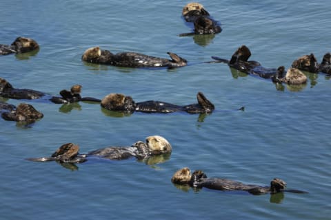 A raft of sea otters.