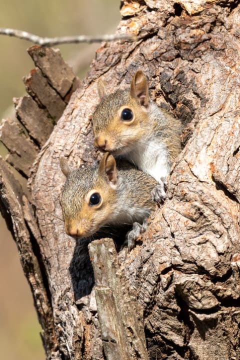 A scurry of squirrels.