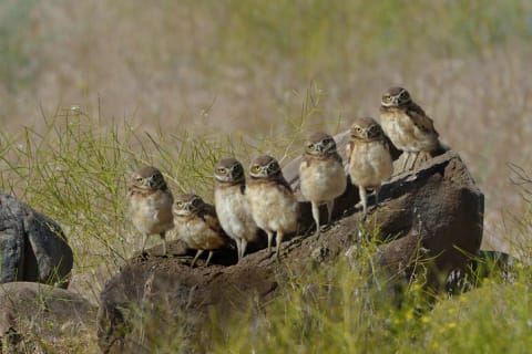 A parliament of burrowing owls.