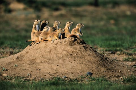 A coterie of prairie dogs.