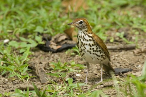 Just one wood thrush.