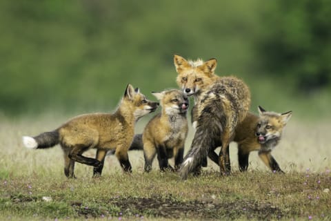 A skulk of foxes.