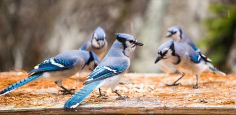 A scold of blue jays.