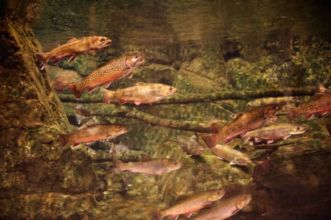 A hover of brown trout.