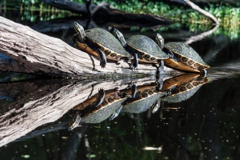 A bale of turtles.