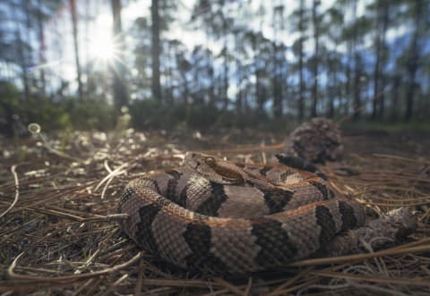 A solitary timber rattlesnake.