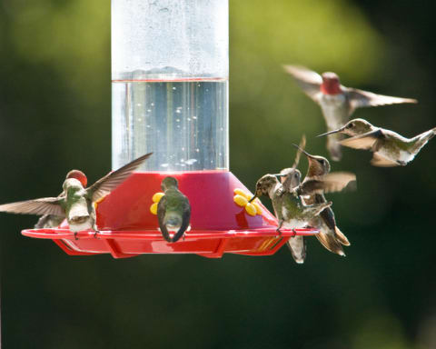 A charm of hummingbirds.